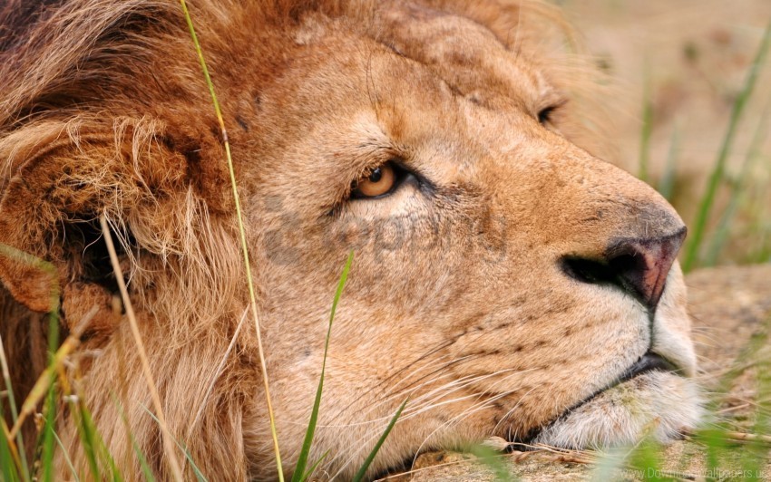 big cat face lion predator wallpaper High-quality transparent PNG images
