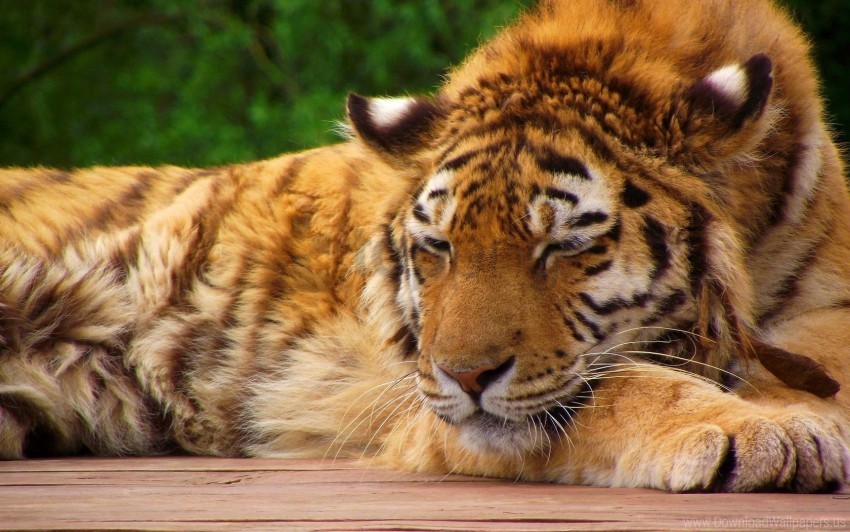 big cat face lying sleeping tiger wallpaper Free transparent background PNG