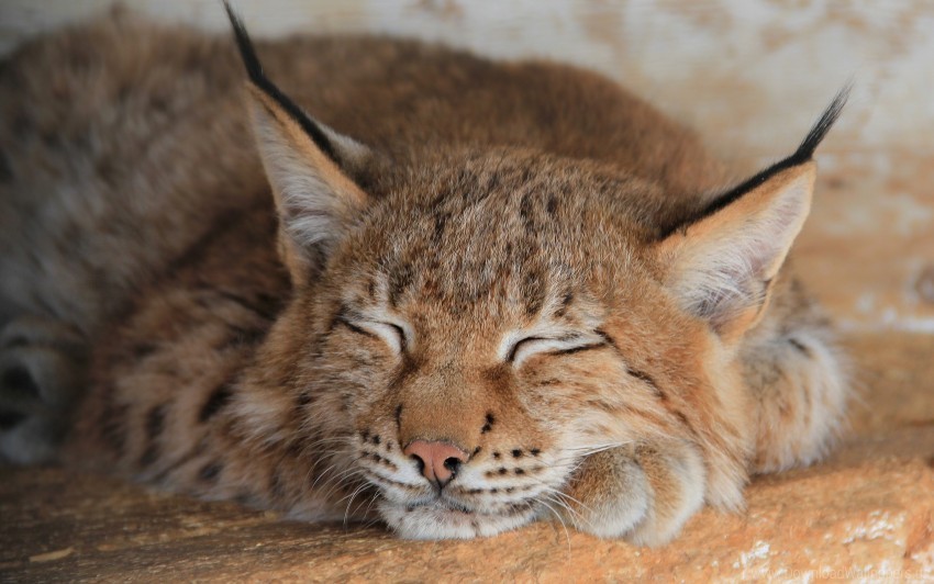 big cat face lynx predator sleep wallpaper HD transparent PNG