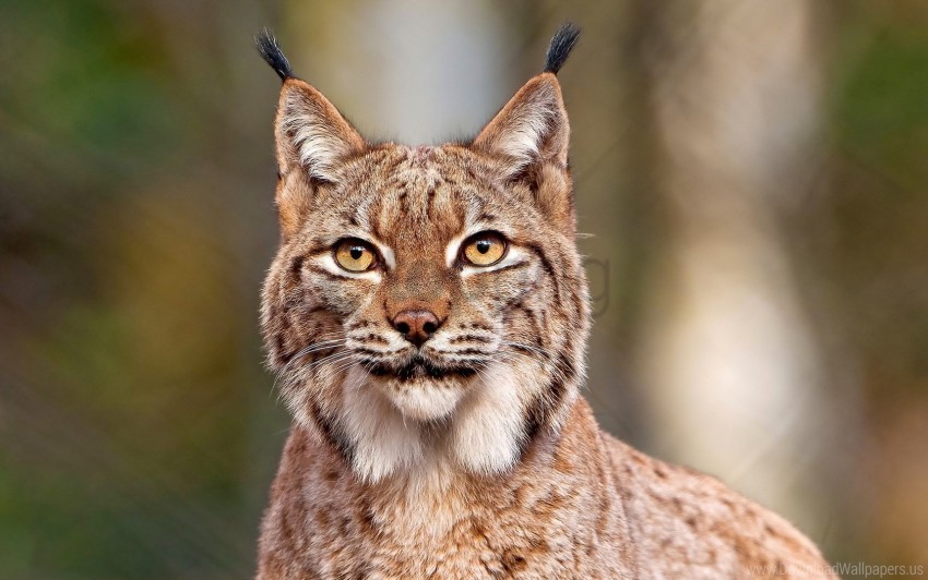 big cat face lynx predator wallpaper PNG images with no watermark