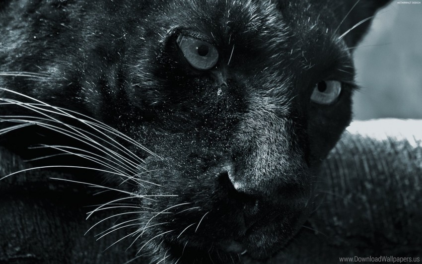 big cat face panther predator wallpaper Transparent graphics