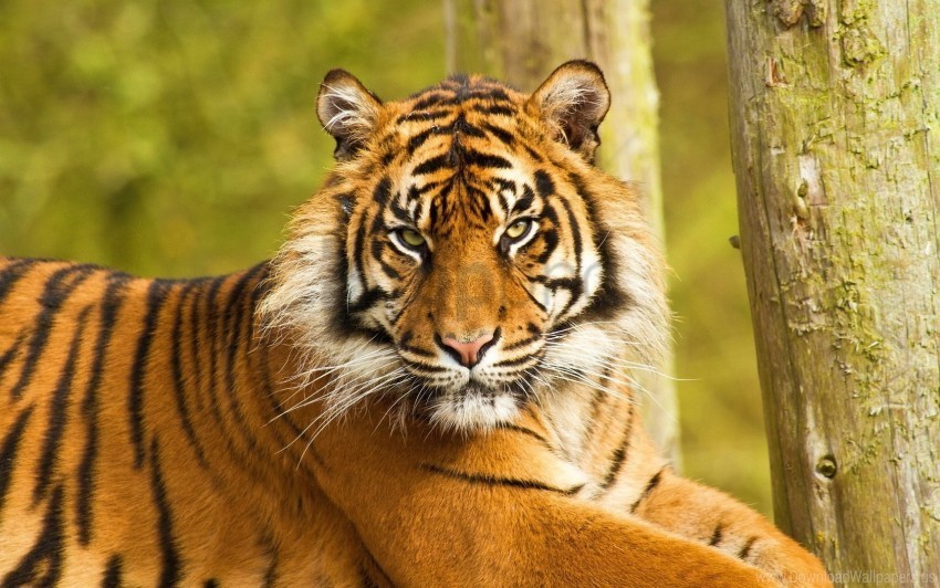 big cat face predator sit striped tiger wallpaper High-resolution PNG images with transparent background