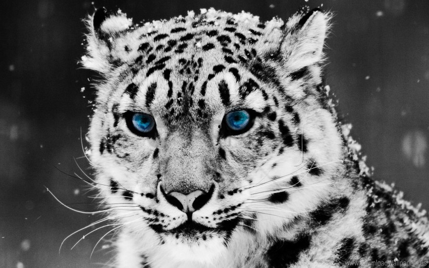 big cat face predator snow leopard wallpaper Isolated Graphic on Clear Transparent PNG