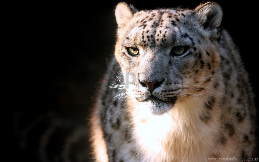 big cat face predator snow leopard wallpaper PNG Image Isolated with Clear Background