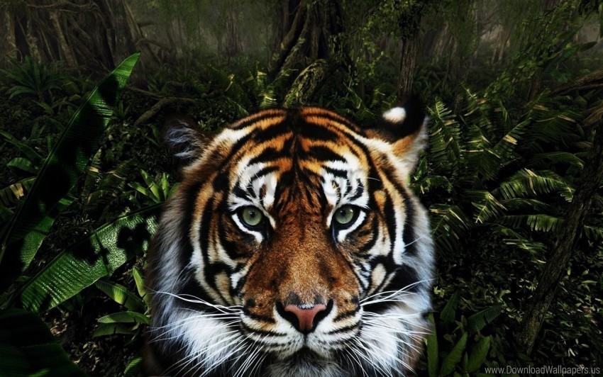 big cat face predator striped tiger wallpaper Transparent PNG images bulk package