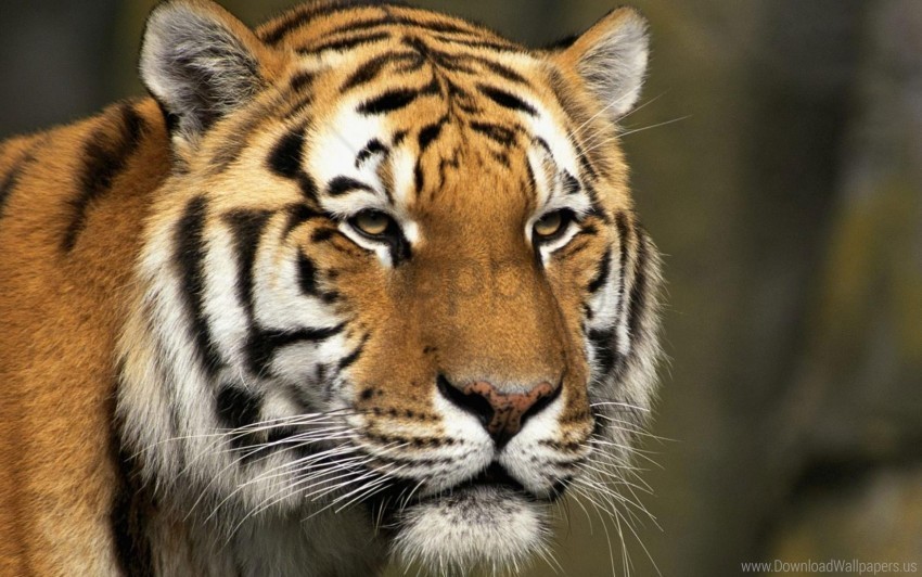 big cat face predator striped tiger wallpaper Transparent PNG graphics library
