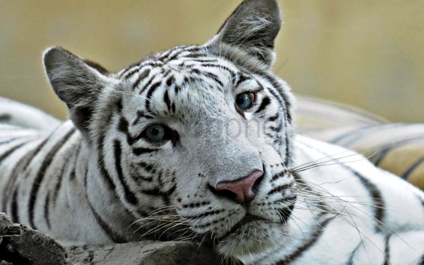 big cat face predator teeth tiger wallpaper Transparent PNG Isolated Item