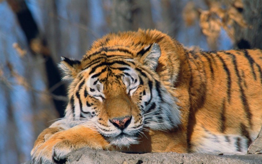 big cat face predator tiger wallpaper Clear background PNG clip arts