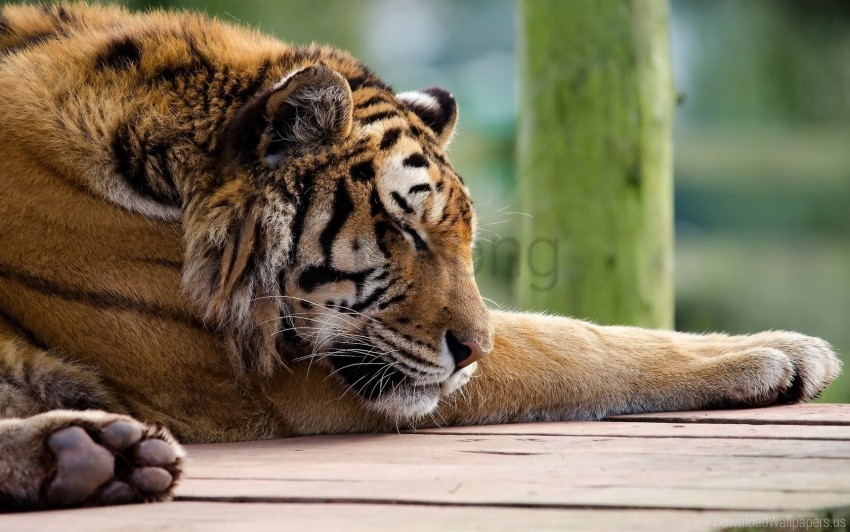 big cat face predator tiger wallpaper PNG images with transparent canvas