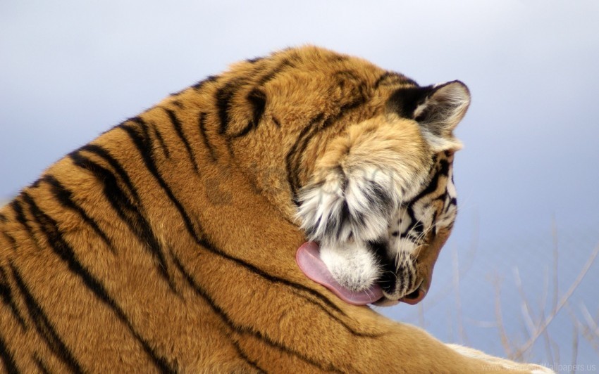 big cat face predator tiger wallpaper Transparent background PNG images comprehensive collection