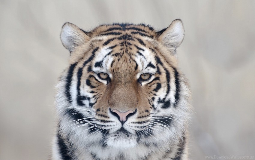 big cat face predator tiger wallpaper Transparent PNG stock photos