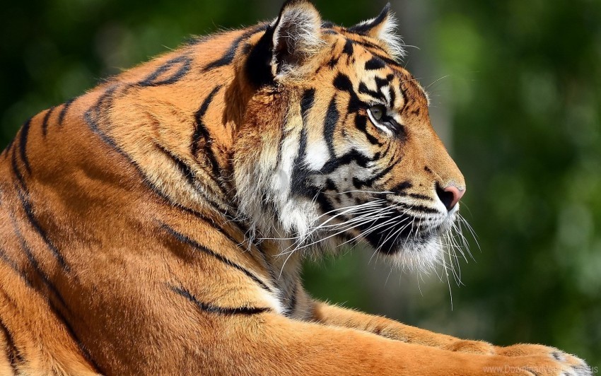 big cat face pro tiger wallpaper High-resolution transparent PNG images assortment