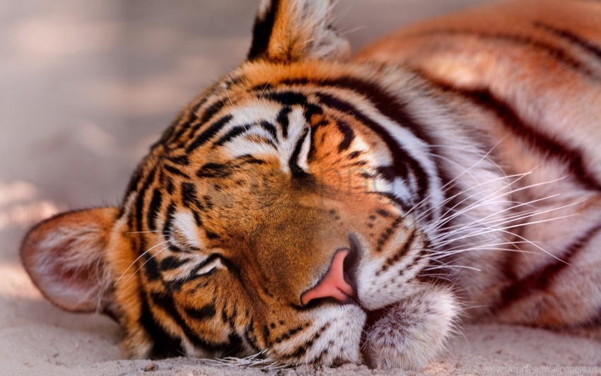 big cat face sleeping tiger wallpaper PNG images with alpha transparency free