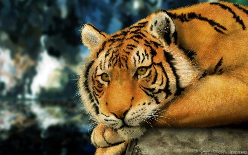 big cat face tabby tiger wallpaper CleanCut Background Isolated PNG Graphic