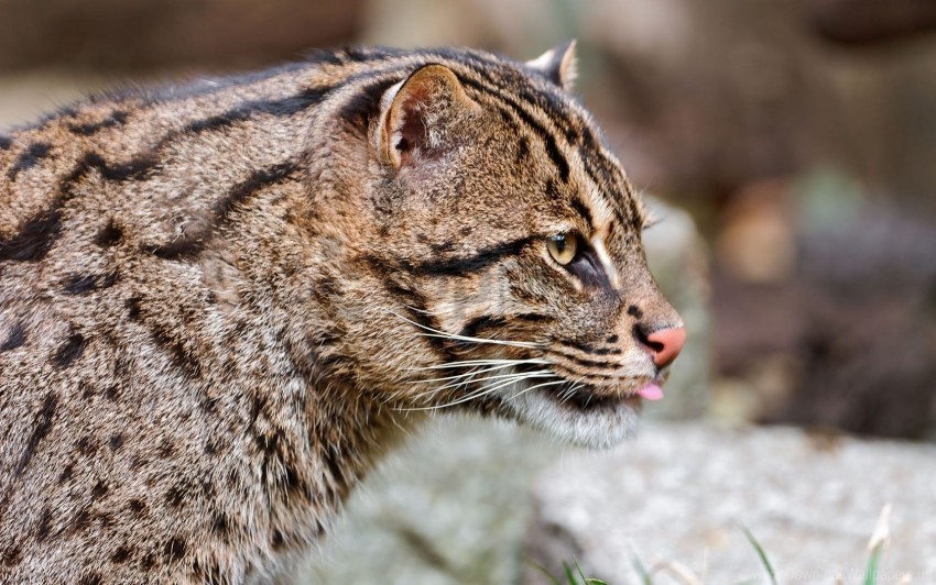 big cat fishing cats spotted wild wallpaper Transparent PNG images complete package