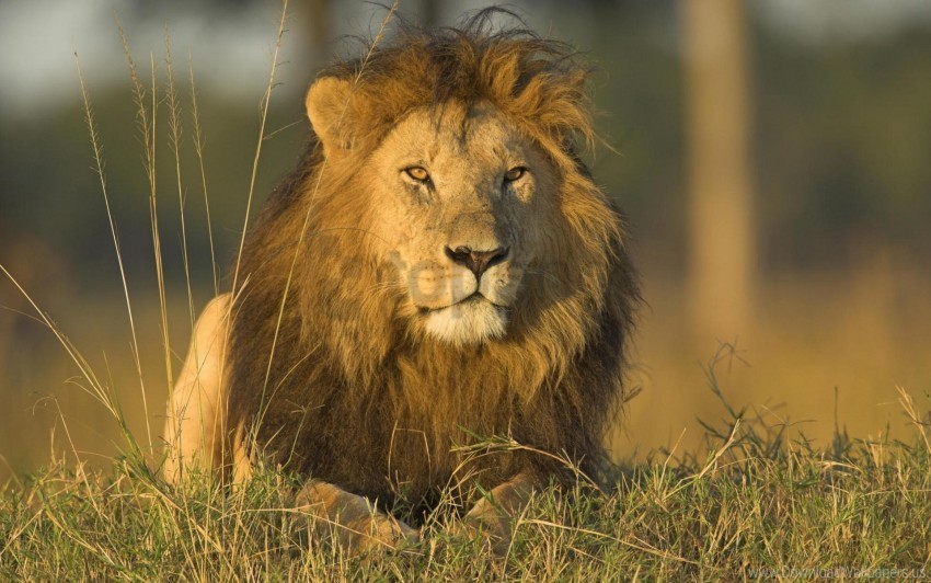 big cat fluffy grass king of beasts lion mane predators wallpaper Transparent PNG images bulk package