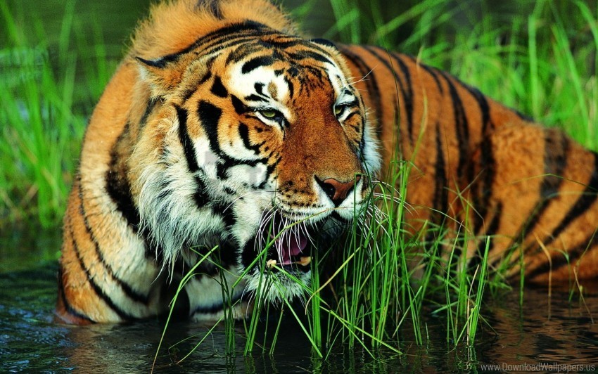 big cat grass grin tiger wallpaper PNG design elements