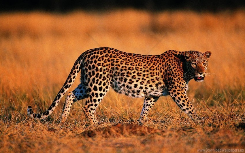 big cat grass hunting leopard predator walking wallpaper PNG Image Isolated with Transparent Detail