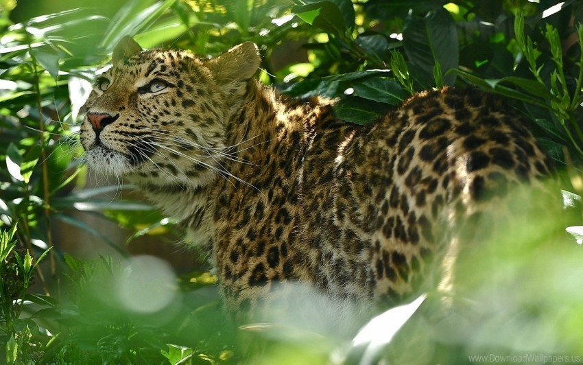 big cat grass leopard predator spotted wallpaper Transparent PNG images for design