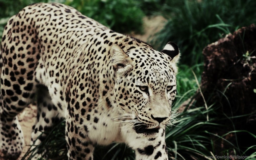 big cat grass leopard spotted walking wallpaper PNG format