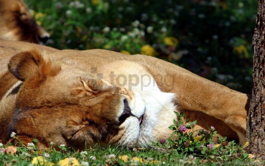 big cat grass lion predator sleep wallpaper PNG for personal use