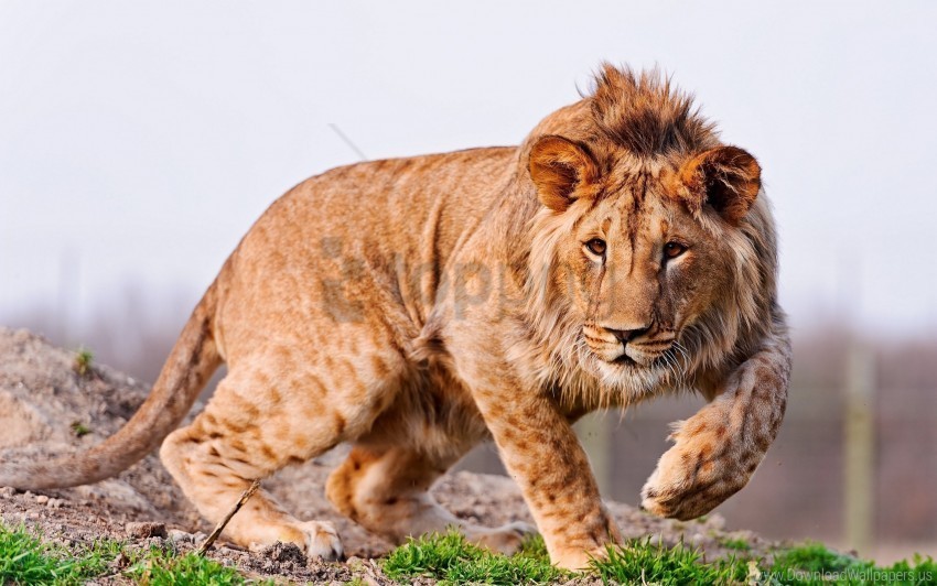 big cat grass lion predator wallpaper Alpha channel PNGs