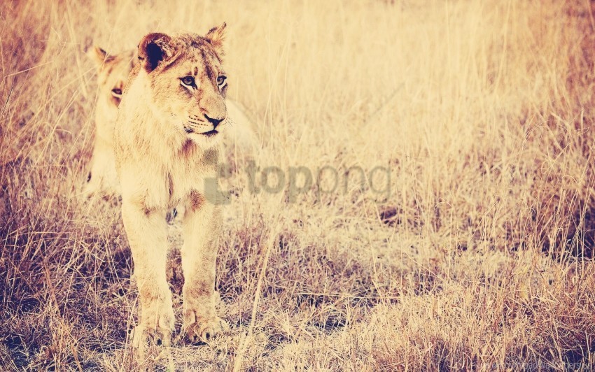 big cat grass lion predator wallpaper PNG with alpha channel for download