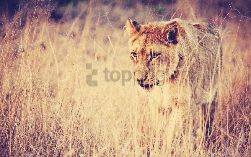 big cat grass lion predator wallpaper PNG Graphic with Transparency Isolation