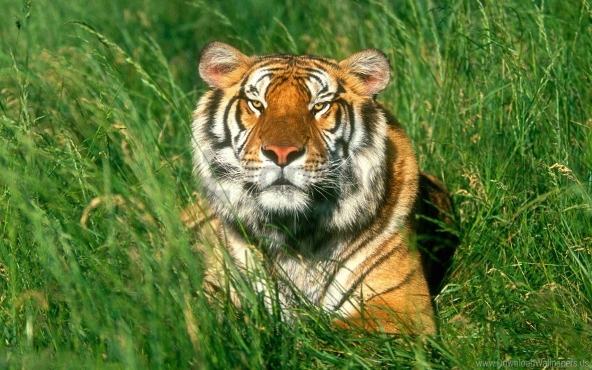 Big Cat Grass Lying Tiger Wallpaper Free PNG Images With Clear Backdrop