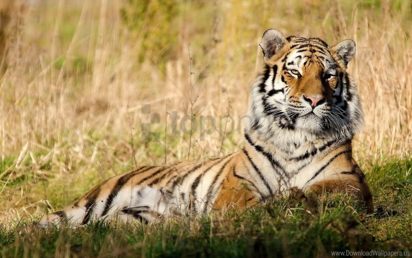 big cat grass lying tiger wallpaper High-resolution transparent PNG images comprehensive assortment