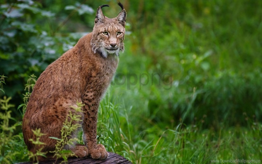 big cat grass lynx sitting wood wallpaper Isolated Graphic on Clear Transparent PNG