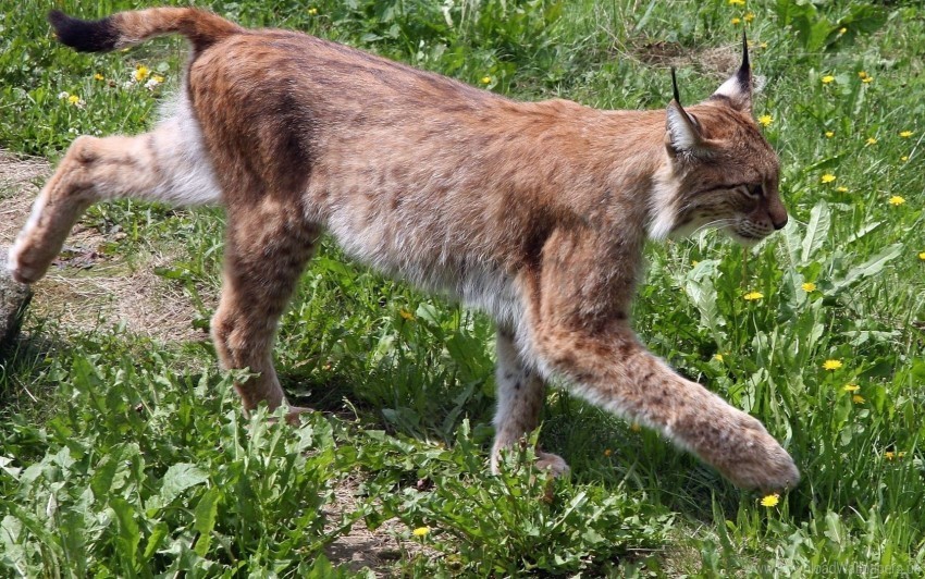 big cat grass lynx walk wallpaper PNG images with clear alpha channel