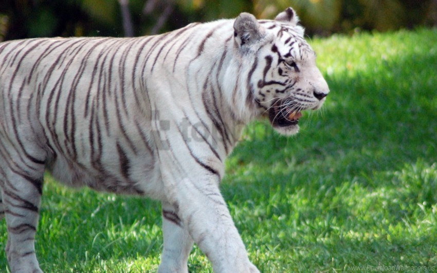 big cat grass predator tiger walk wallpaper PNG file without watermark