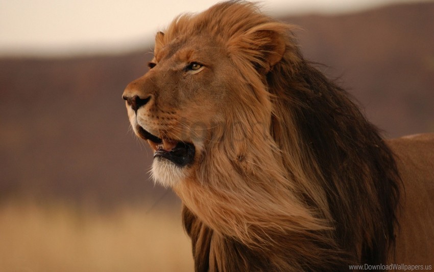 big cat grin lion mane predator wind wallpaper Transparent PNG images with high resolution