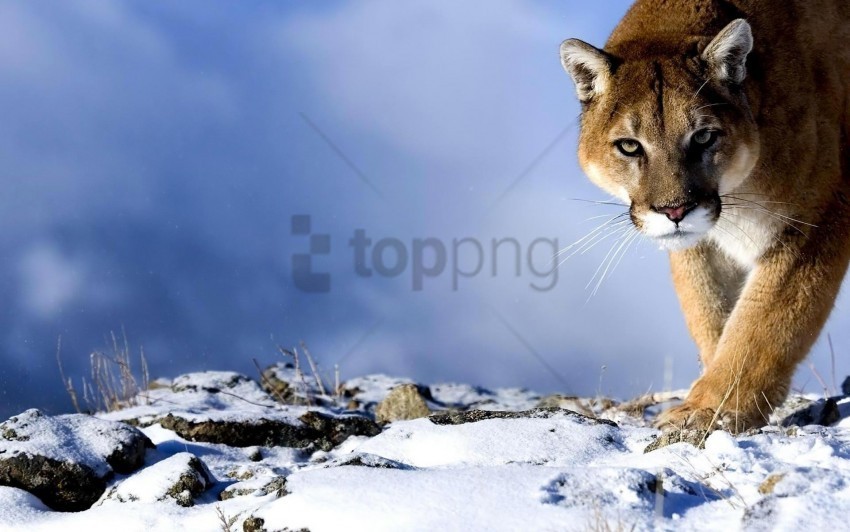 big cat hunting predator puma snow trick wallpaper PNG images alpha transparency