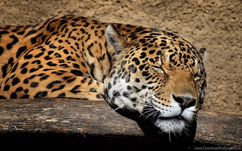 big cat jaguar muzzle sleep wallpaper PNG for overlays