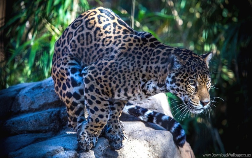 big cat jaguar predator wallpaper PNG Image with Transparent Isolation
