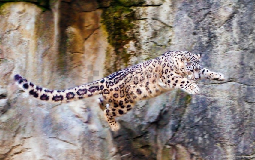 big cat jump rocks snow leopard wallpaper PNG with transparent backdrop