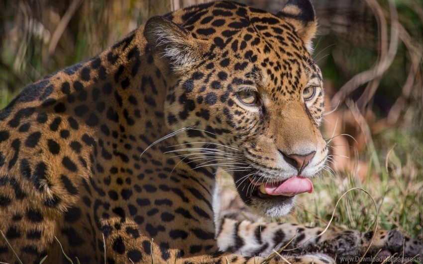 big cat leopard lick predator wallpaper PNG Graphic Isolated with Transparency