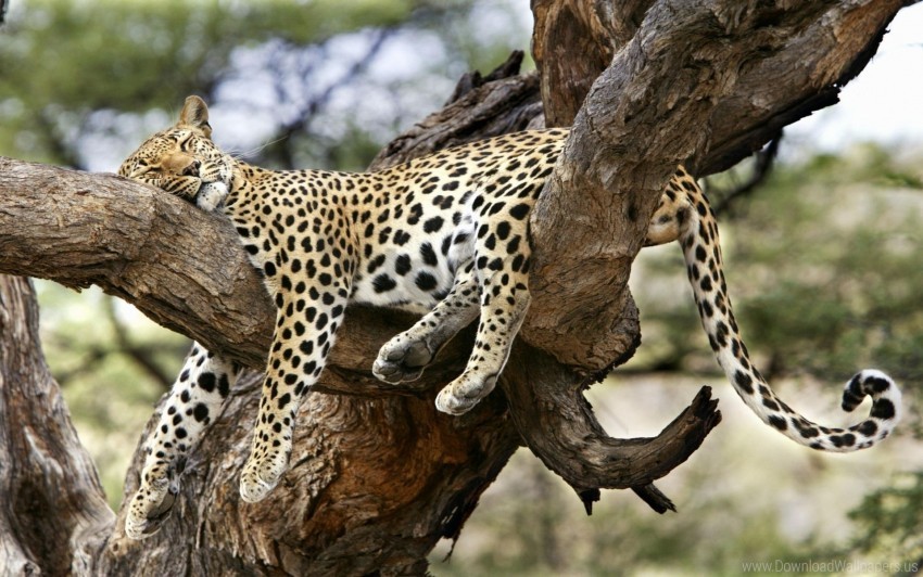 big cat leopard lying predator wallpaper Isolated Item in HighQuality Transparent PNG