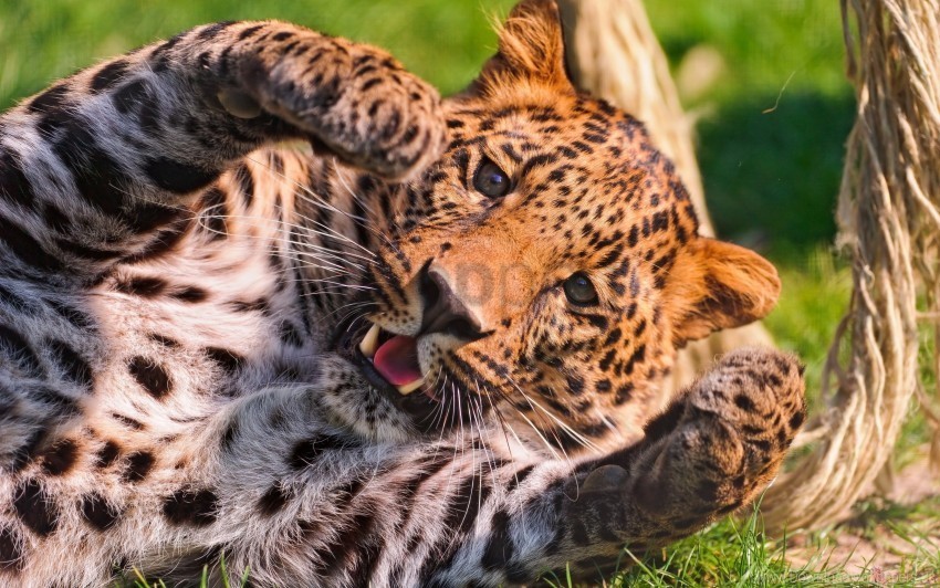big cat leopard paw predator wallpaper Transparent PNG images complete library