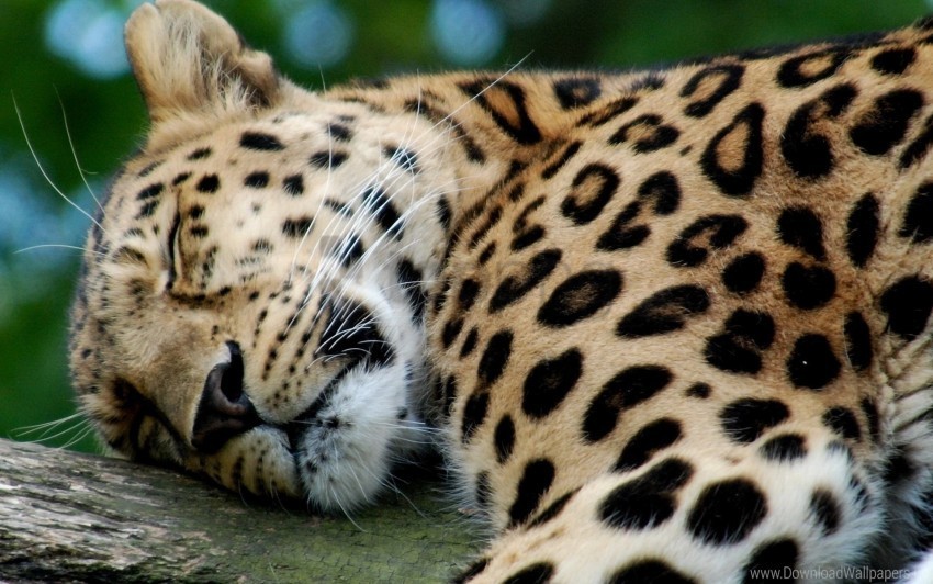 big cat leopard predator sleeping wallpaper PNG images for advertising