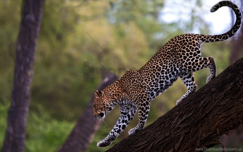 big cat leopard predator tail walk wallpaper PNG Image Isolated with High Clarity