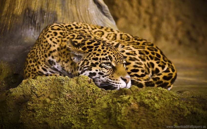 big cat leopard sleep spotted wallpaper PNG pictures without background