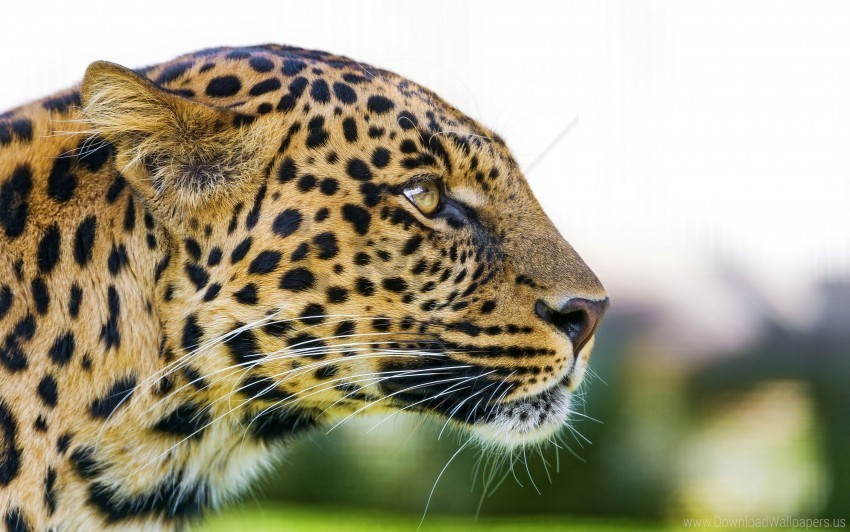 big cat leopard wallpaper PNG images with transparent elements pack