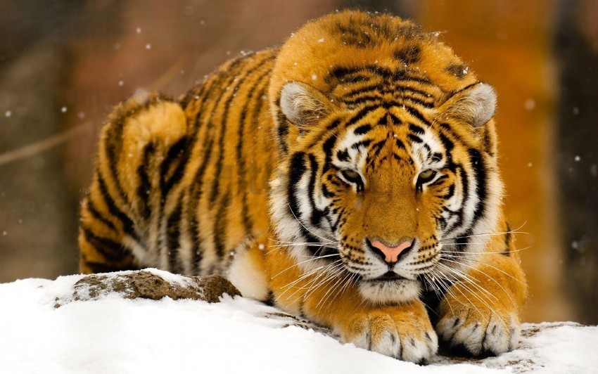 big cat lie down snow tiger wallpaper Transparent PNG pictures complete compilation
