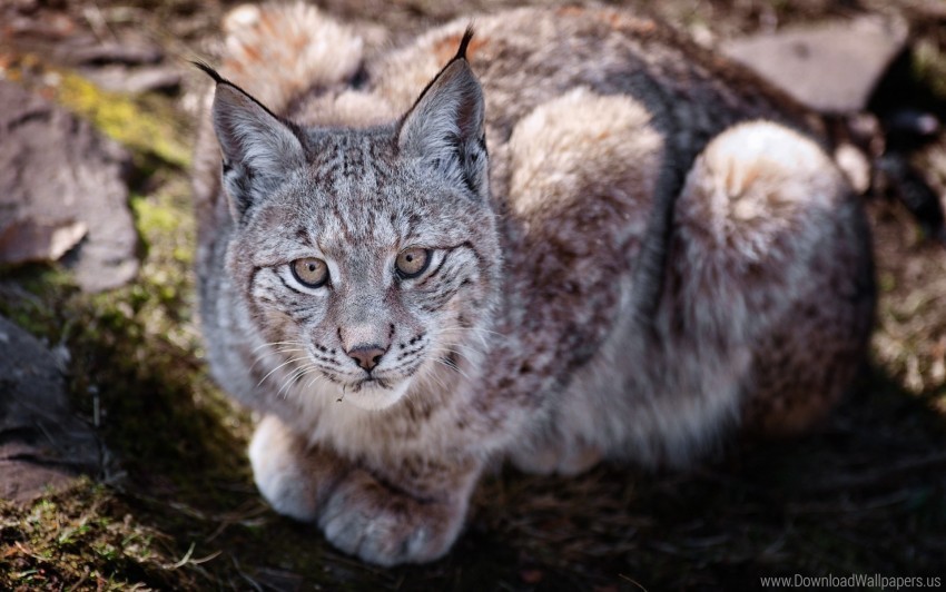 big cat lie lynx predator wallpaper HighQuality PNG Isolated Illustration