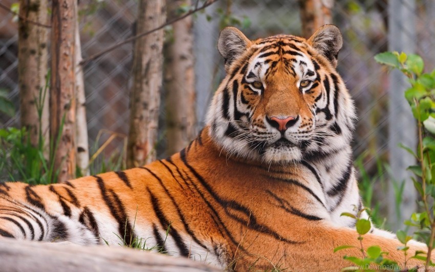 big cat lying predator tiger wallpaper PNG free download transparent background