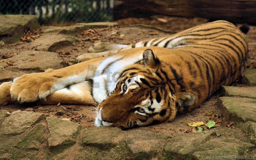 big cat lying predator tiger wallpaper Transparent PNG image free