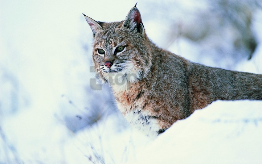 big cat lynx predator snow wallpaper Isolated Artwork with Clear Background in PNG